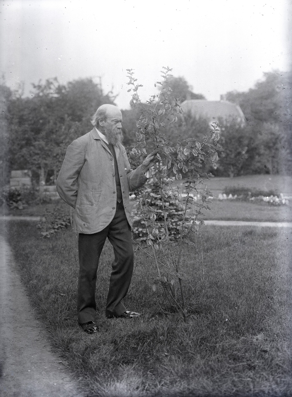 Glasnegatief van een foto met Pierre Cuypers in de tuin