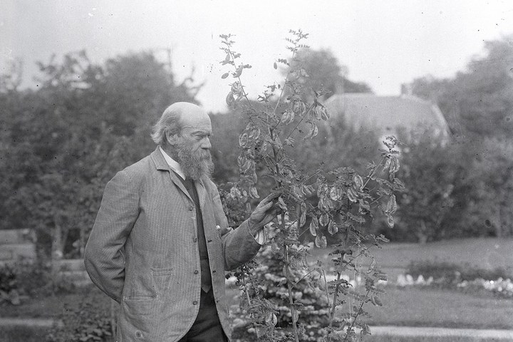 Pierre Cuypers wandelend in de tuin